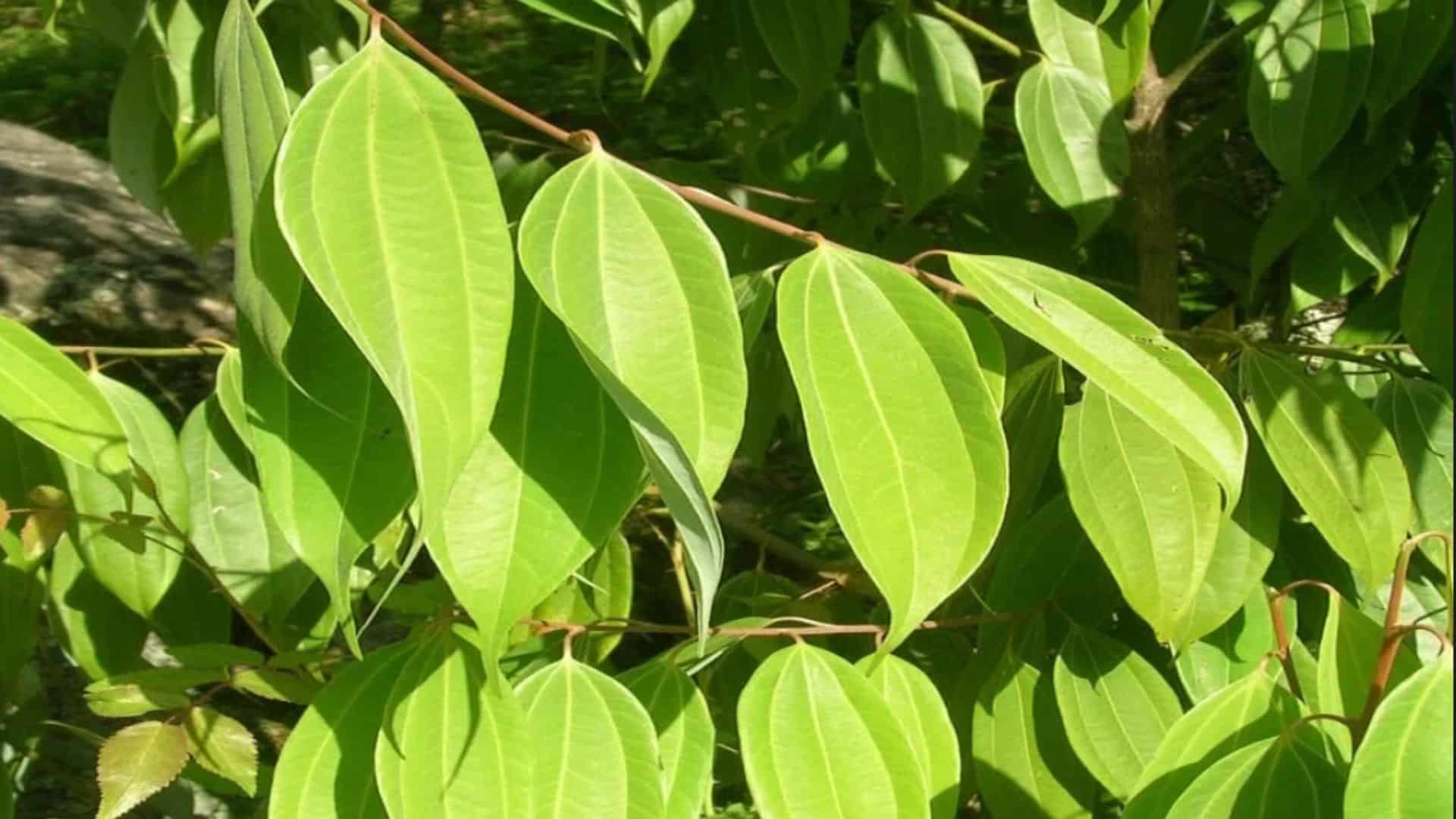 bay-leaf-benefits-for-hair