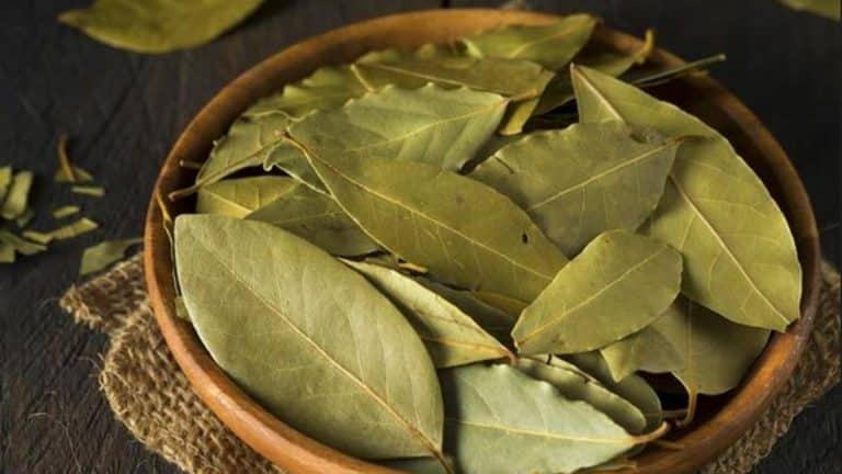 bay leaf tea benefits