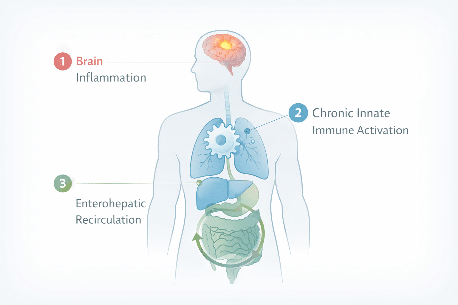 Infographic showing how mold affects the body through brain inflammation, immune system disruption, and liver-gut mycotoxin recirculation